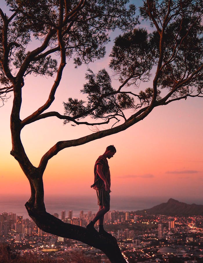 Silhouetted man on a tree at sunset with a panoramic view of Honolulu cityscape in the background.